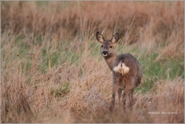 <p>SRNEC OBECNÝ (Capreolus capreolus) Šluknovsko - Harta /European roe deer - Reh/</p>